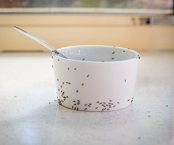 When ants find food inside your home, they quickly tell the other ants in the colony.