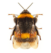 Bumblebees are all fuzzy, with yellow stripes.