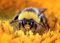 Bumblebees visit flowers to collect pollen and nectar.