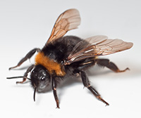 Female bumblebees can sting, and don't lose their stinger.