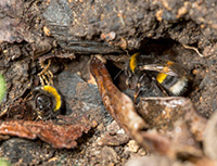 Bumblebees nest in the ground.