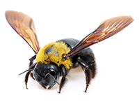 Male carpenter bees are aggressive, but only the females can sting.