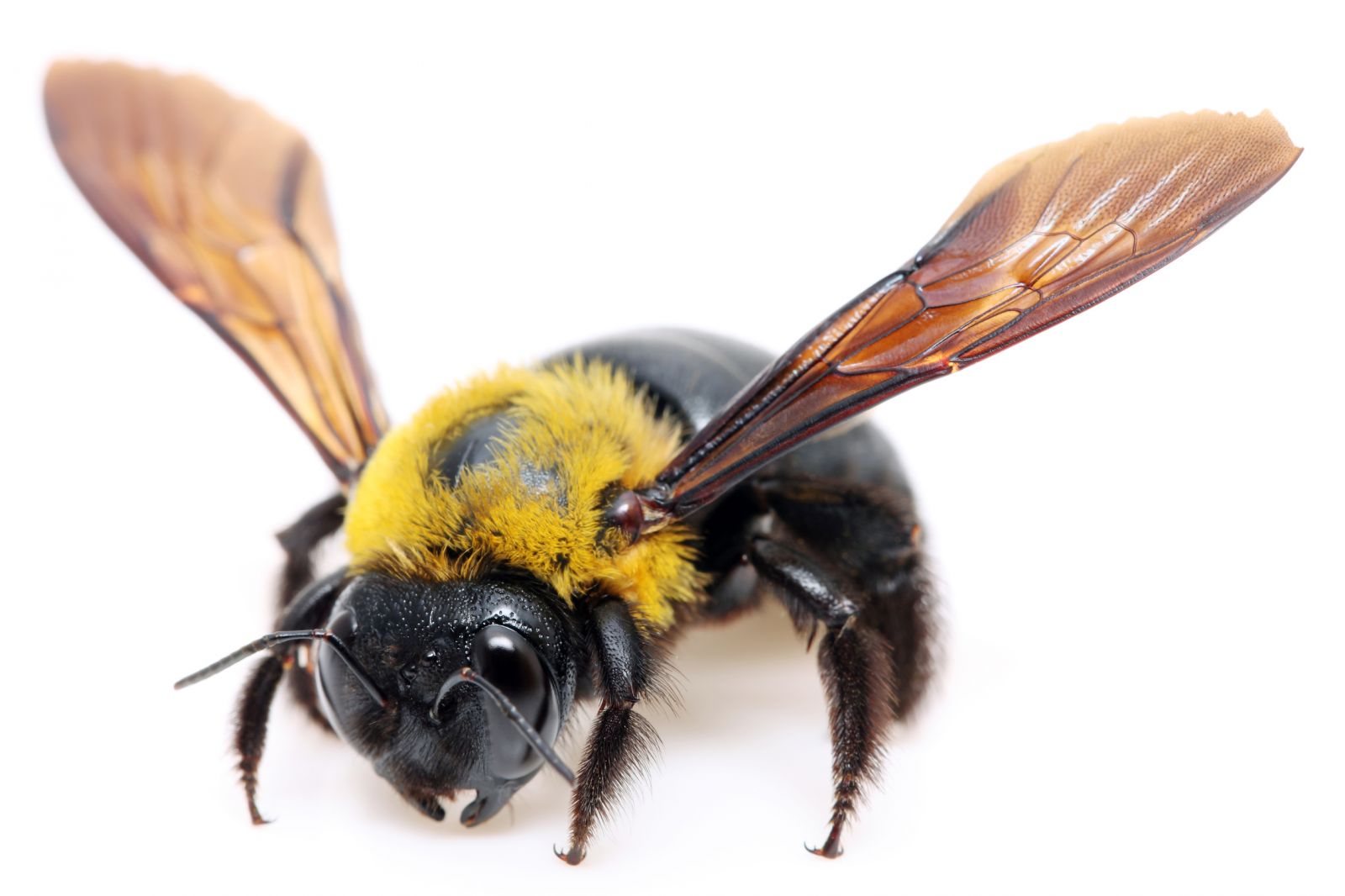 How to prevent carpenter bee damage with TrapStik® from ...