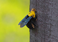 Carpenter bees bore into wood. 