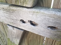 Carpenter bees are solitary and do not form colonies.