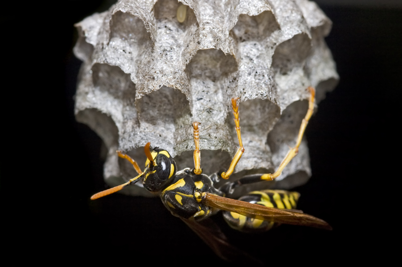 paper wasp nest