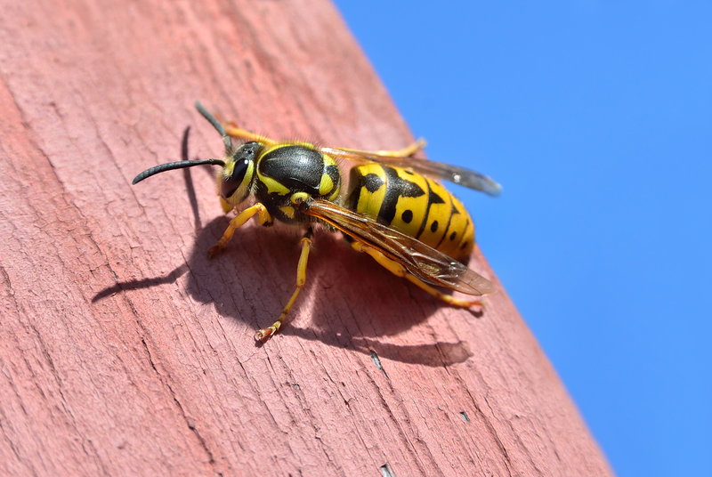 yellowjacket