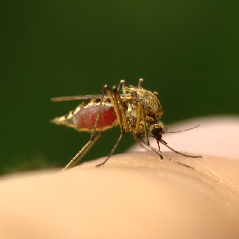 Mosquito bites can transmit deadly diseases.