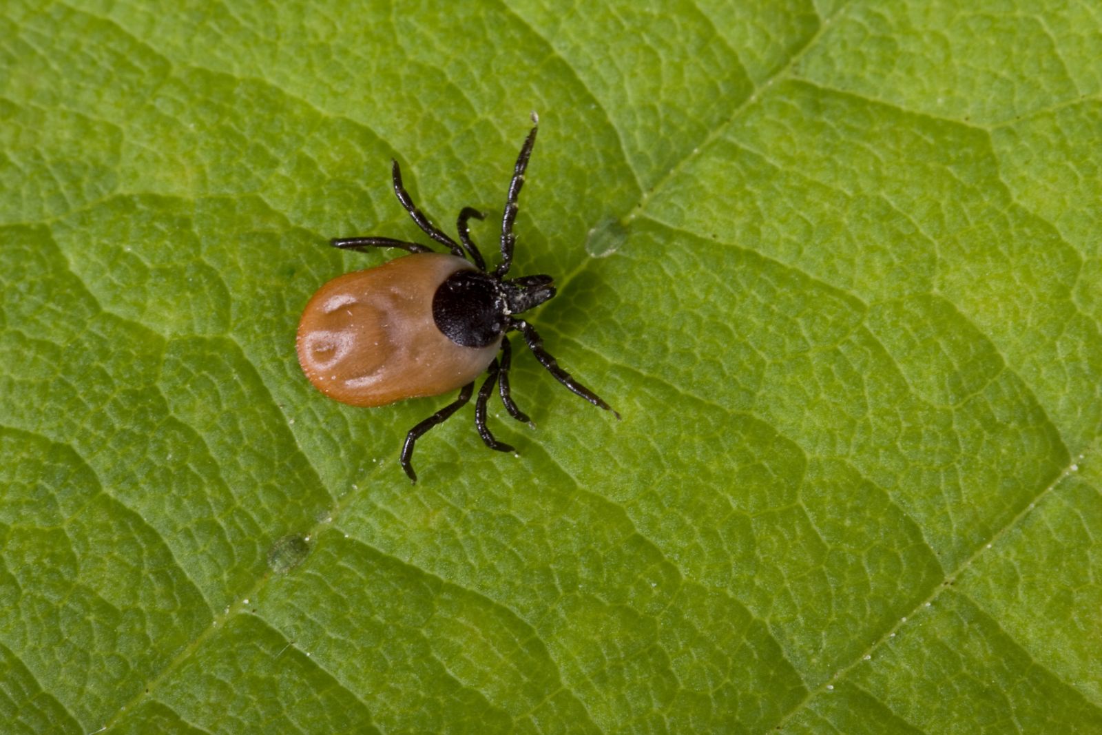Close up of a tick on a leaf.