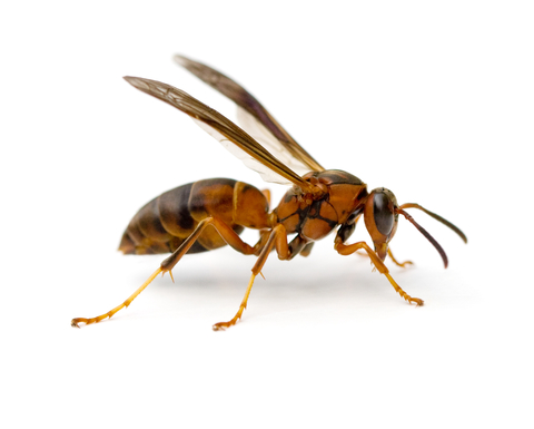 paper wasp/polistes metricus