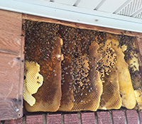 Honeybee workers live in hives built from wax secreted by their bodies. 