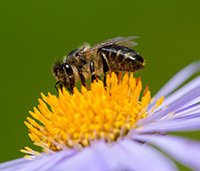 Honeybees are gentle unless their hive is threatened. They visit flowers for pollen and nectar, and generally keep away from humans. 