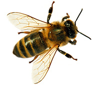 The 'yellow' on a honeybee's body is more of a golden brown or amber color. Their bodies are fuzzy, which allows them to capture pollen. 