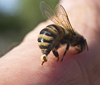 A honeybee can sting only once. Part of the abdomen, digestive tract, muscles and nerves get pulled out of the honeybee's body along with the stinger. 