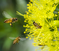 As prolific pollinators, honeybees are some of the most beneficial insects around. 