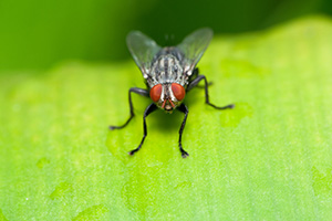 Houseflies breed more quickly in hot weather. 