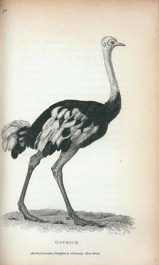 An Ostrich