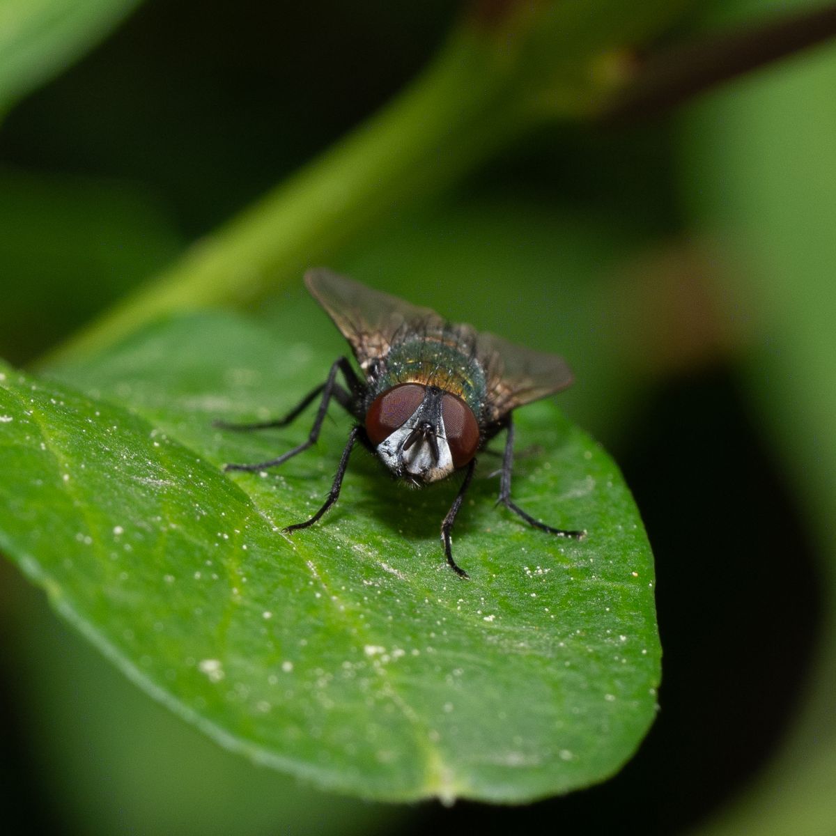 A stinky, gross little fly looks at the camera. 