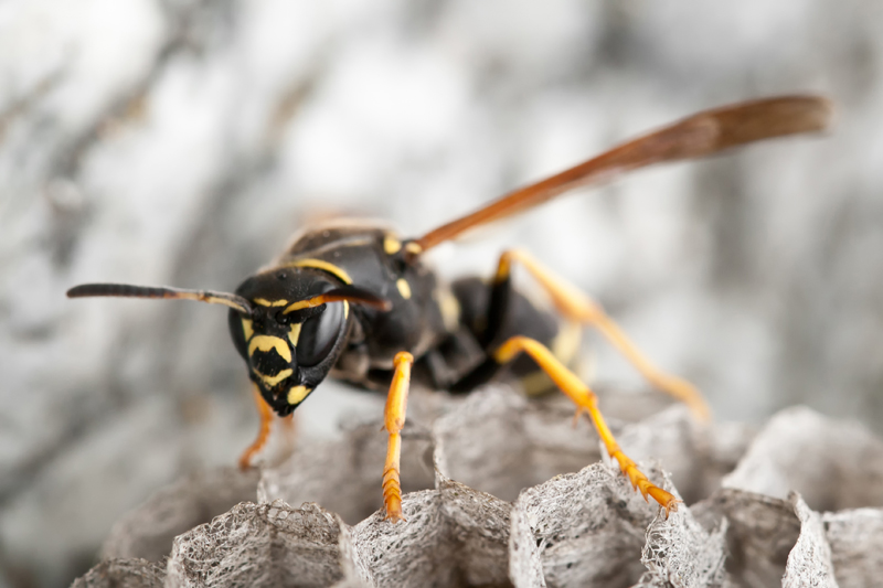 paper wasp on nest