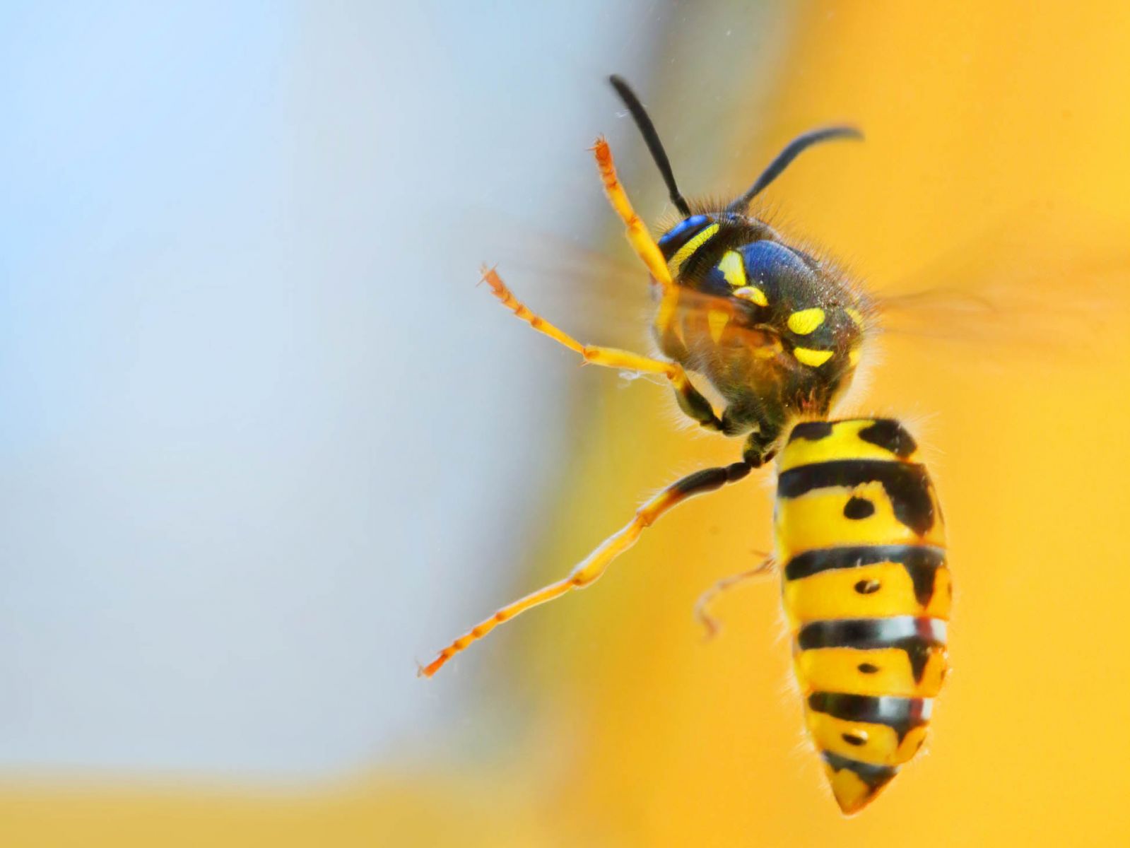 Yellowjacket on a window