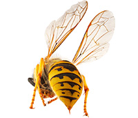 Yellowjackets sting unprovoked, and can sting multiple times without dying. They bite flesh to get a better grip, and then jab their stinger in.